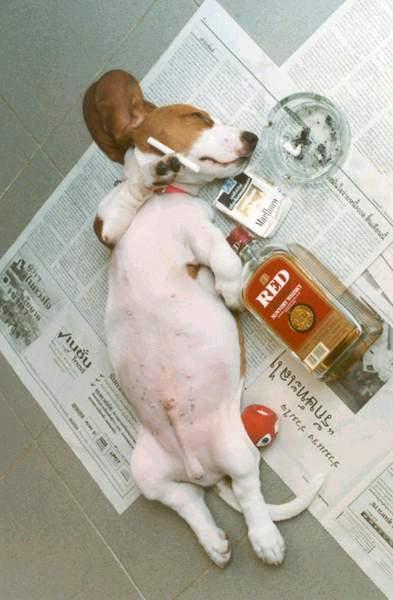 bad dog